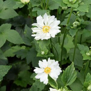 Anemone × hybrida 'Whirlwind' ---